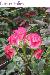 BESTFLORA-OPT.RU - Эквадор - Кустовая роза - bicolor - cherry_folies BESTFLORA-OPT.RU - Эквадор - Кустовая роза - bicolor - cherry_folies