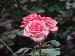 BESTFLORA-OPT.RU - Эквадор - Кустовая роза - bicolor - electra BESTFLORA-OPT.RU - Эквадор - Кустовая роза - bicolor - electra