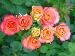 BESTFLORA-OPT.RU - Эквадор - Кустовая роза - bicolor - mambo BESTFLORA-OPT.RU - Эквадор - Кустовая роза - bicolor - mambo