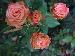 BESTFLORA-OPT.RU - Эквадор - Кустовая роза - bicolor - minou BESTFLORA-OPT.RU - Эквадор - Кустовая роза - bicolor - minou