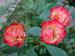 BESTFLORA-OPT.RU - Эквадор - Кустовая роза - bicolor - natural_double BESTFLORA-OPT.RU - Эквадор - Кустовая роза - bicolor - natural_double