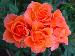 BESTFLORA-OPT.RU - ������� - �������� ���� - orange - alegria