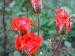 BESTFLORA-OPT.RU - ������� - �������� ���� - orange - mambo