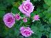 BESTFLORA-OPT.RU - Эквадор - Кустовая роза - others - blue_moon BESTFLORA-OPT.RU - Эквадор - Кустовая роза - others - blue_moon