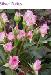 BESTFLORA-OPT.RU - Эквадор - Кустовая роза - others - silver_folies BESTFLORA-OPT.RU - Эквадор - Кустовая роза - others - silver_folies