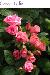 BESTFLORA-OPT.RU - Эквадор - Кустовая роза - pink - classic_lydia BESTFLORA-OPT.RU - Эквадор - Кустовая роза - pink - classic_lydia