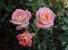 BESTFLORA-OPT.RU - Эквадор - Кустовая роза - pink - cremita BESTFLORA-OPT.RU - Эквадор - Кустовая роза - pink - cremita