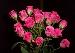 BESTFLORA-OPT.RU - Эквадор - Кустовая роза - pink - gracia BESTFLORA-OPT.RU - Эквадор - Кустовая роза - pink - gracia