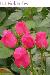 BESTFLORA-OPT.RU - Эквадор - Кустовая роза - pink - hot_pink_folies BESTFLORA-OPT.RU - Эквадор - Кустовая роза - pink - hot_pink_folies