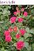 BESTFLORA-OPT.RU - Эквадор - Кустовая роза - pink - lovely_lydia BESTFLORA-OPT.RU - Эквадор - Кустовая роза - pink - lovely_lydia