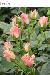 BESTFLORA-OPT.RU - Эквадор - Кустовая роза - pink - lydia BESTFLORA-OPT.RU - Эквадор - Кустовая роза - pink - lydia