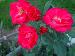 BESTFLORA-OPT.RU - Эквадор - Кустовая роза - pink - natural_pink BESTFLORA-OPT.RU - Эквадор - Кустовая роза - pink - natural_pink