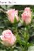 BESTFLORA-OPT.RU - Эквадор - Кустовая роза - pink - sweet_folies BESTFLORA-OPT.RU - Эквадор - Кустовая роза - pink - sweet_folies