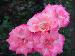 BESTFLORA-OPT.RU - Эквадор - Кустовая роза - pink - sweet_natural BESTFLORA-OPT.RU - Эквадор - Кустовая роза - pink - sweet_natural