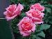 BESTFLORA-OPT.RU - Эквадор - Кустовая роза - pink - twinkle_sweet BESTFLORA-OPT.RU - Эквадор - Кустовая роза - pink - twinkle_sweet
