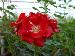 BESTFLORA-OPT.RU - Эквадор - Кустовая роза - red - natural_red BESTFLORA-OPT.RU - Эквадор - Кустовая роза - red - natural_red