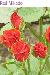 BESTFLORA-OPT.RU - Эквадор - Кустовая роза - red - red_mikado BESTFLORA-OPT.RU - Эквадор - Кустовая роза - red - red_mikado