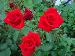 BESTFLORA-OPT.RU - Эквадор - Кустовая роза - red - scarletmimi BESTFLORA-OPT.RU - Эквадор - Кустовая роза - red - scarletmimi