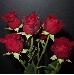 BESTFLORA-OPT.RU - Эквадор - Кустовая роза - red - tamango BESTFLORA-OPT.RU - Эквадор - Кустовая роза - red - tamango