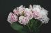 BESTFLORA-OPT.RU - Эквадор - Кустовая роза - salmon - majolica BESTFLORA-OPT.RU - Эквадор - Кустовая роза - salmon - majolica