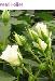BESTFLORA-OPT.RU - Эквадор - Кустовая роза - white - pearl_folies BESTFLORA-OPT.RU - Эквадор - Кустовая роза - white - pearl_folies