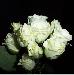 BESTFLORA-OPT.RU - Эквадор - Кустовая роза - white - vivian BESTFLORA-OPT.RU - Эквадор - Кустовая роза - white - vivian