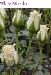 BESTFLORA-OPT.RU - Эквадор - Кустовая роза - white - white_mikado BESTFLORA-OPT.RU - Эквадор - Кустовая роза - white - white_mikado
