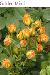 BESTFLORA-OPT.RU - Эквадор - Кустовая роза - yellow - golden_mimi BESTFLORA-OPT.RU - Эквадор - Кустовая роза - yellow - golden_mimi