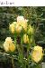 BESTFLORA-OPT.RU - Эквадор - Кустовая роза - yellow - starburst BESTFLORA-OPT.RU - Эквадор - Кустовая роза - yellow - starburst