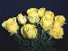 BESTFLORA-OPT.RU - Эквадор - Кустовая роза - yellow - suncity BESTFLORA-OPT.RU - Эквадор - Кустовая роза - yellow - suncity